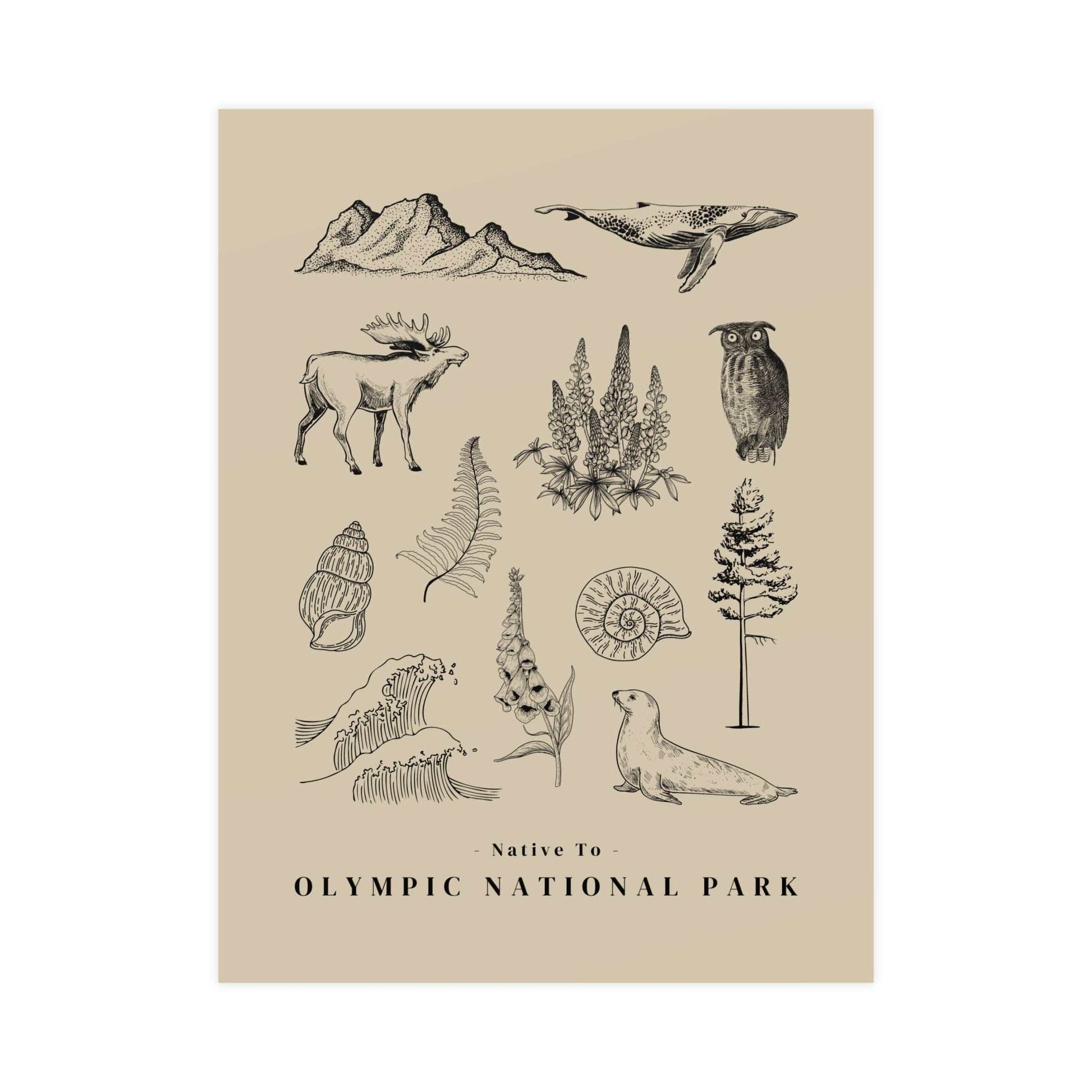 Native to the Olympic National Park Poster