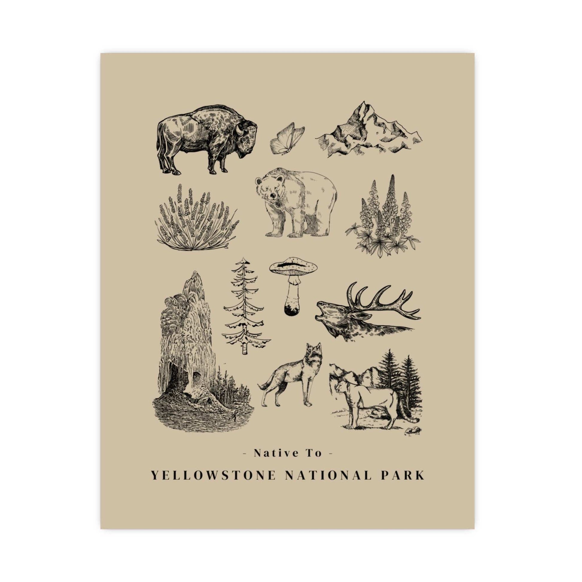 Native to Yellowstone National Park Illustrated Poster
