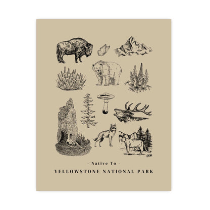 Native to Yellowstone National Park Illustrated Poster
