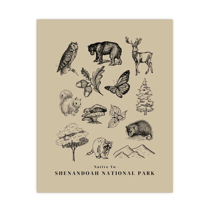 Native to Shenandoah National Parks Illustrated Poster